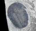 Double Elrathia Trilobite Plate - Large Specimens #27590-1